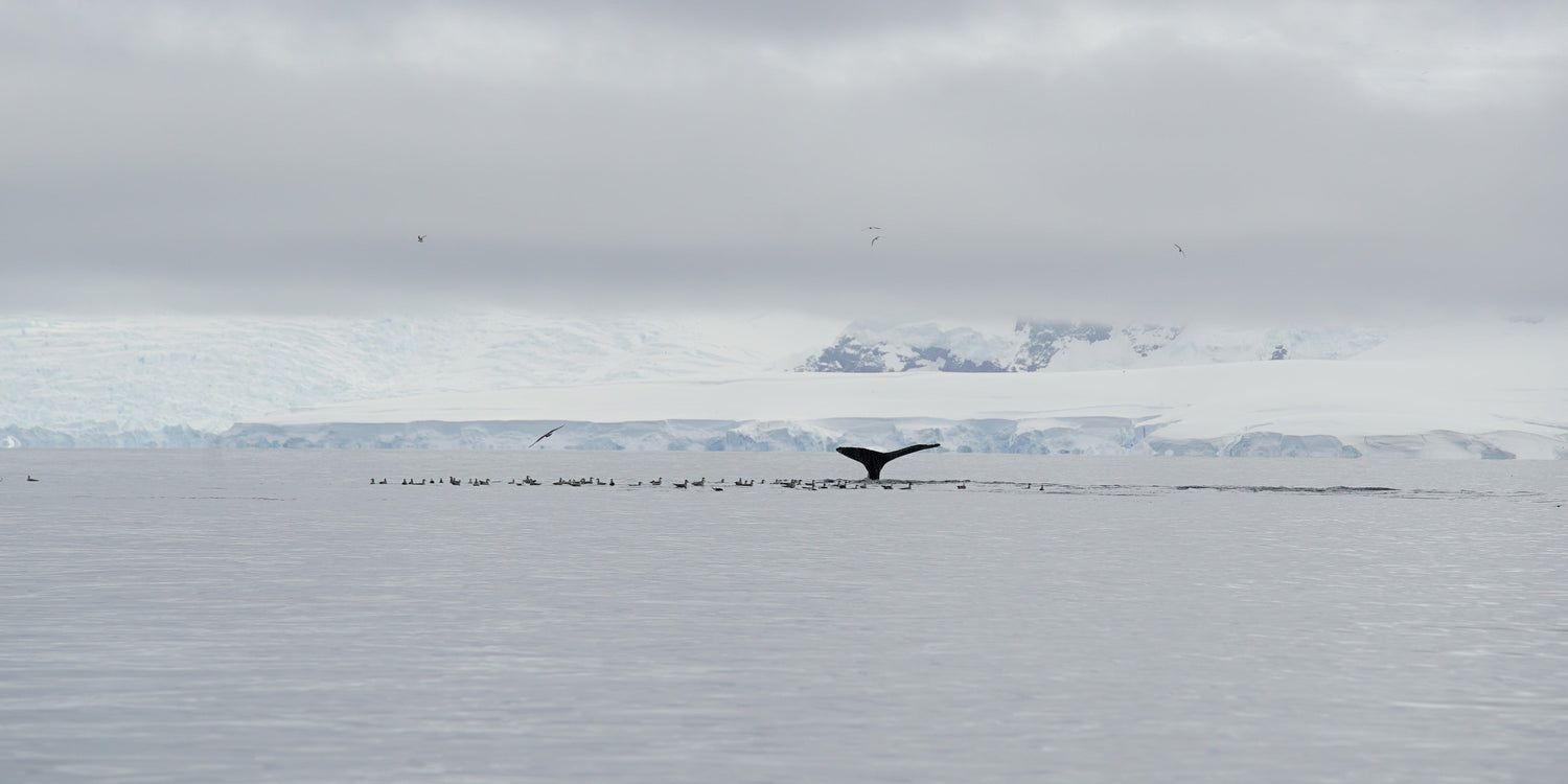 A whale in Antarctica