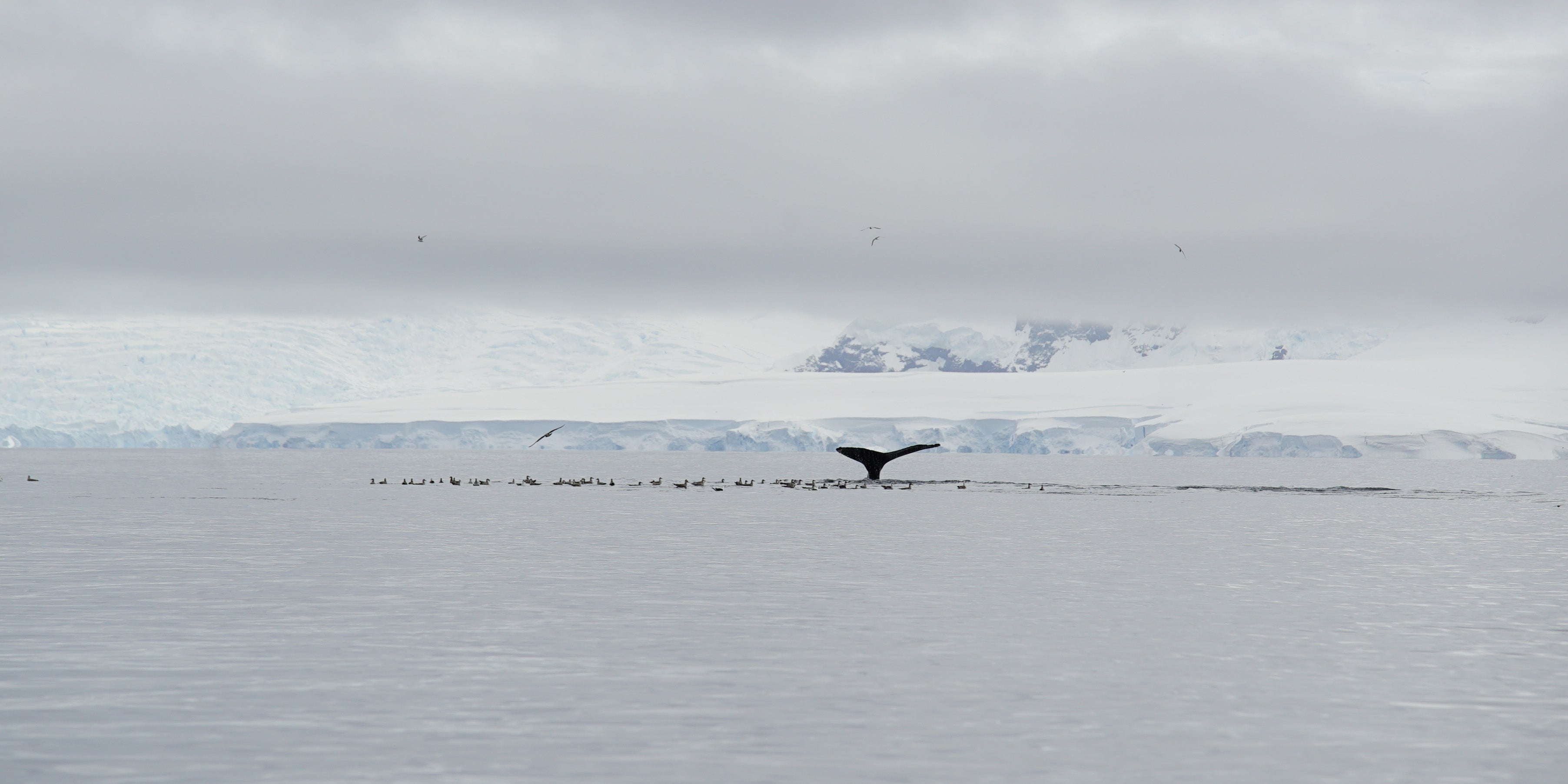 A whale in Antarctica