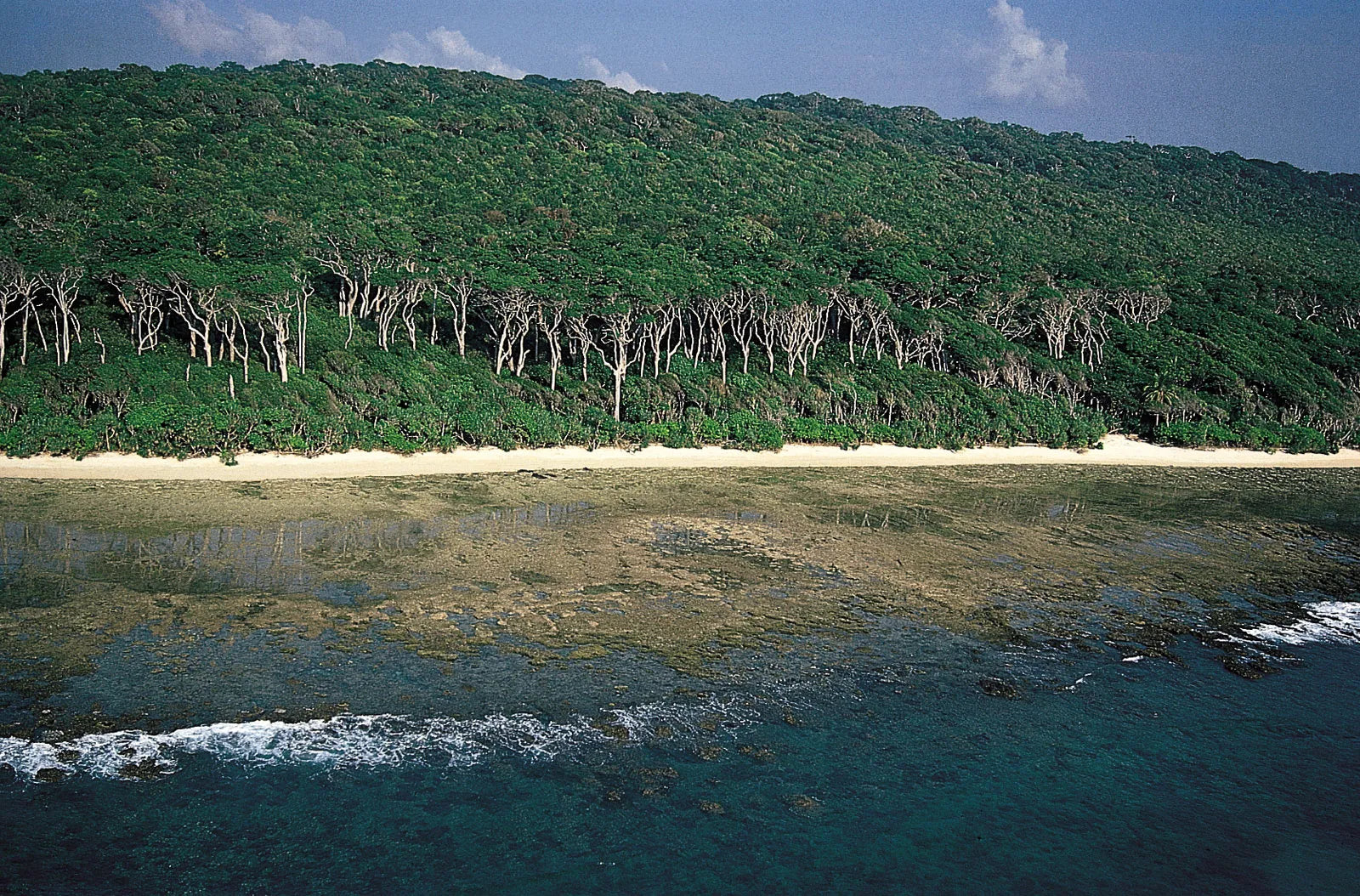 Planting mangroves in the Bay of Bengal