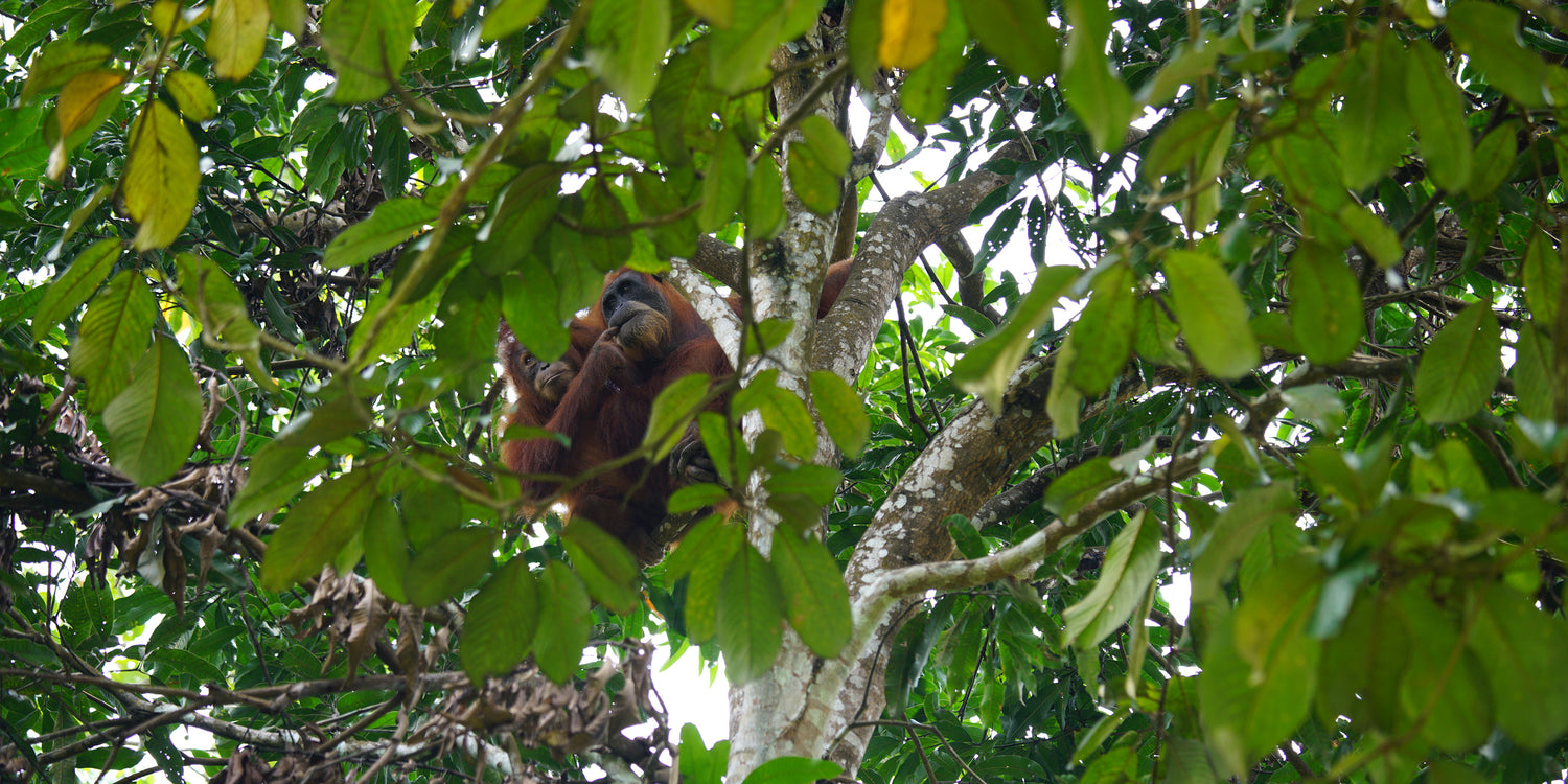 An Orangutan in Sumatra