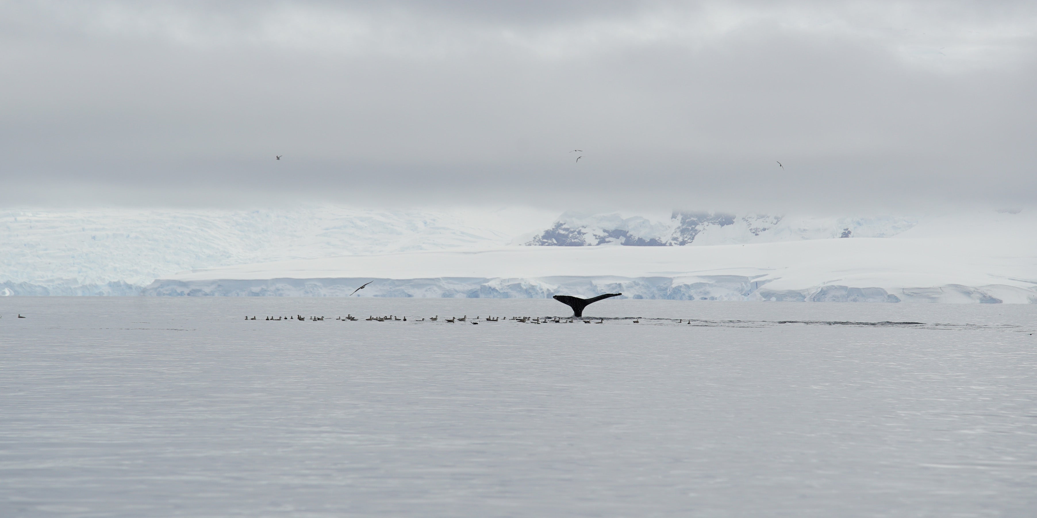 Behind the scenes in Antarctica